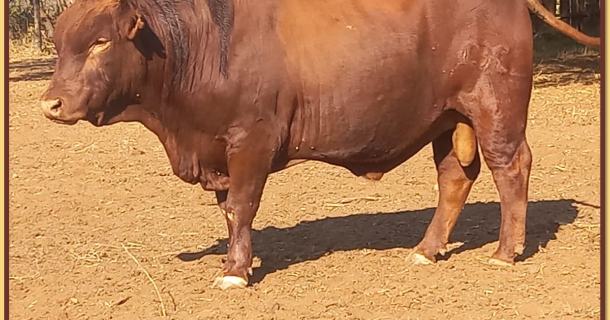 Lot 7 BRISTOW BONSMARA 52ND ANNUAL PRODUCTION SALE SwiftVEE