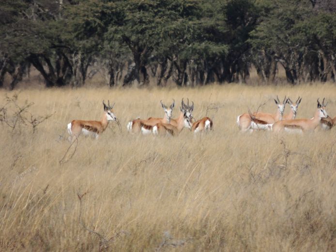 SPRINGBOK TEELGROEP