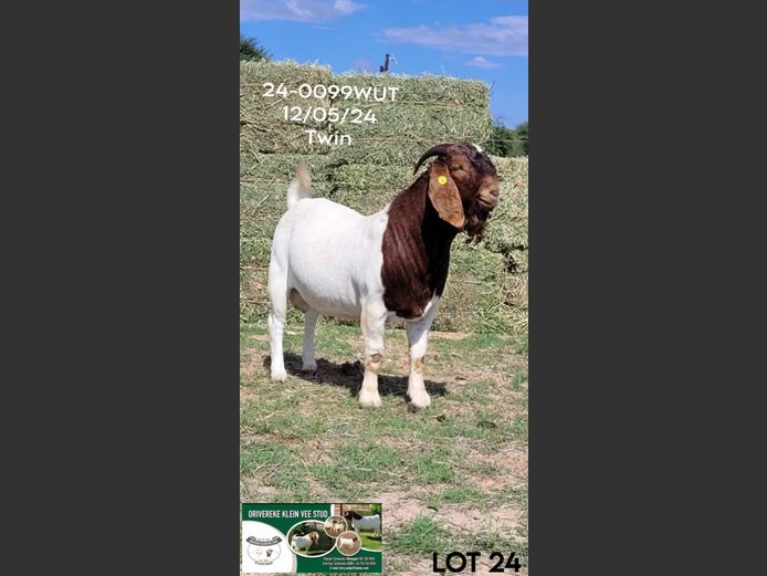 27-0099WUT | ORIVEREKE KLEINVEE STUD
