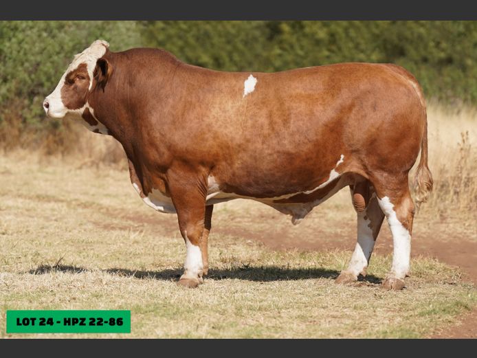 HPZ2286 | JP DU PREEZ BK