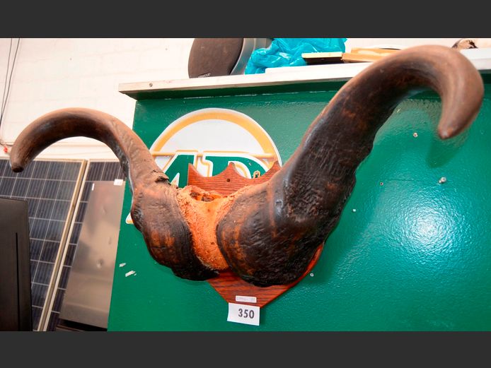 WALL MOUNT BUFFALO HORNS, 82cm Long