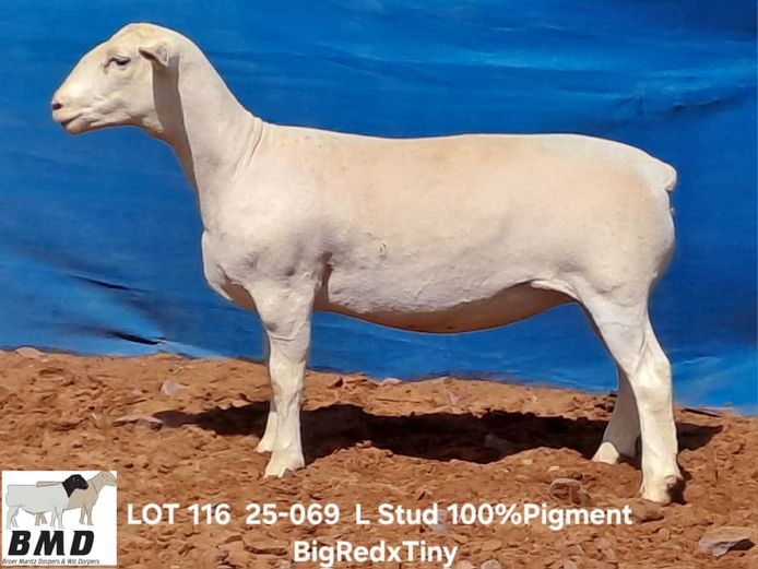 25-069 | BROER MARITZ DORPERS 