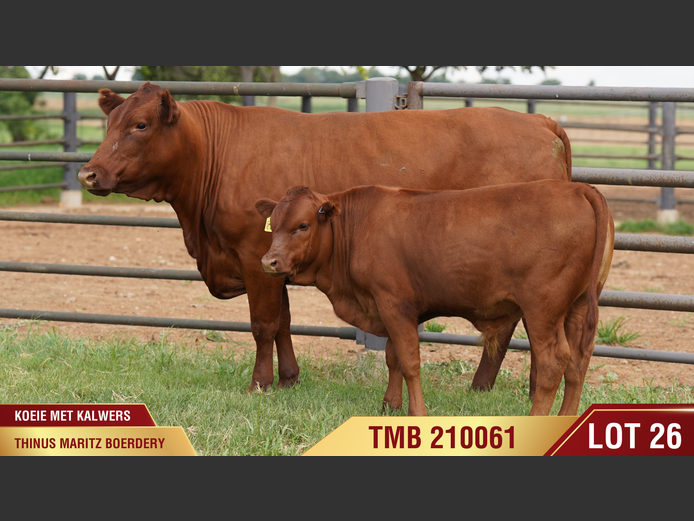 TMB210061 | THINUS MARITZ BOERDERY