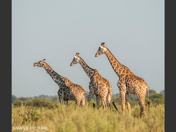 GIRAFFE | GOLDEN GAME WILDLIFE