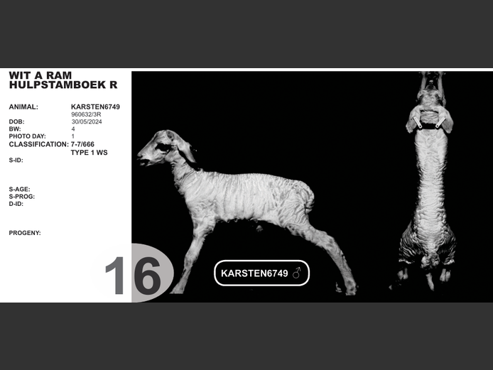WIT A RAM HULPSTAMBOEK R | KARSTEN6749  
♂ 
