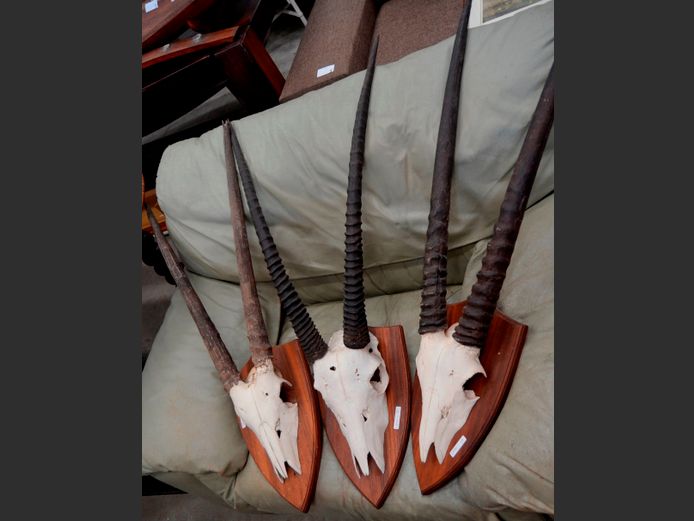 LOT OF 3: WALL MOUNT ANIMAL SKULLS & HORNS