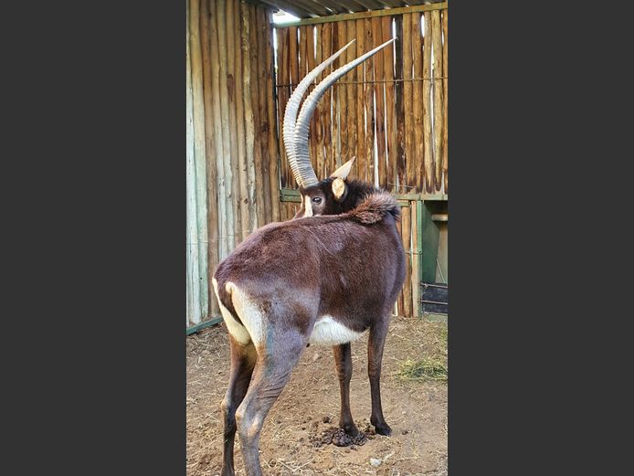 Sable | Amanzi 