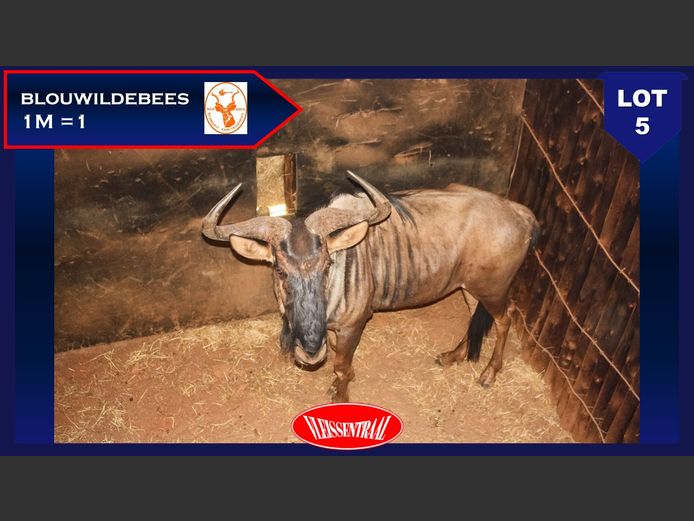 BLUE WILDEBEEST