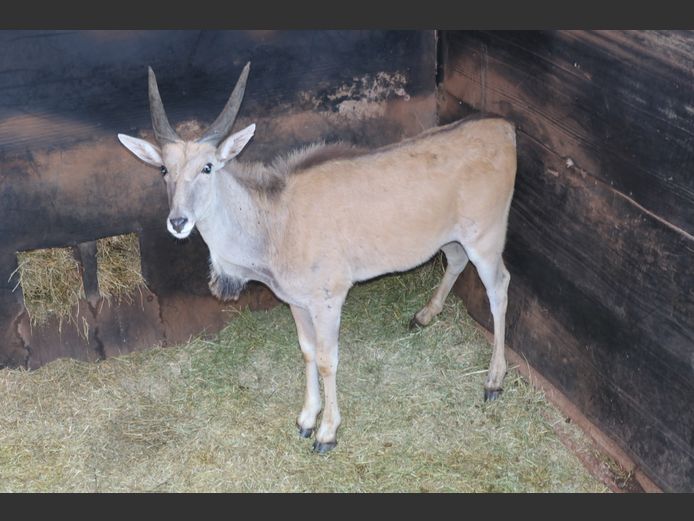 Eland