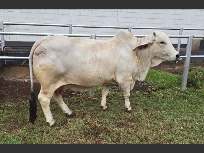 R101591 | R10 BRAHMANS