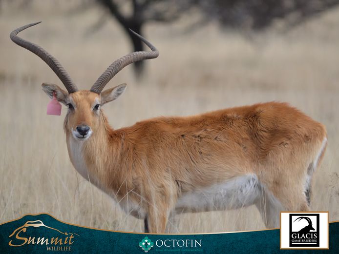 LECHWE EWES RW 34 1/8" "PABLO"