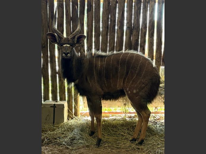 Nyala Bul