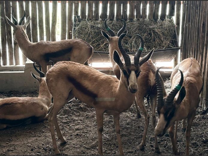 Koper Springbok Ramme