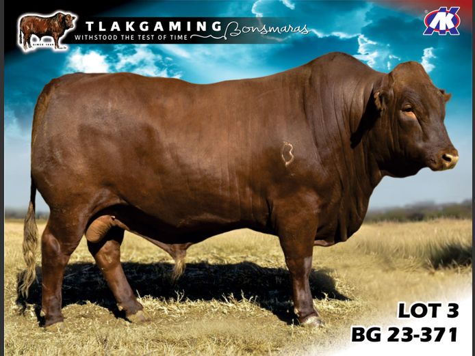 BG230371 | LEE & SON