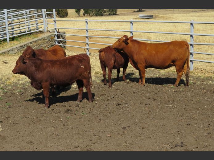 Commercial Animals