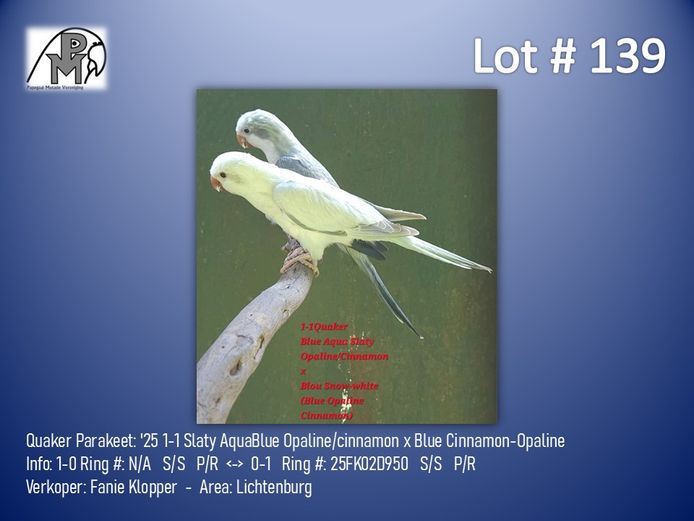 1-1 '25 Quaker Parakeet: Slaty AquaBlue Opaline/cinnamon x Blue Cinnamon-Opaline - Fanie Klopper