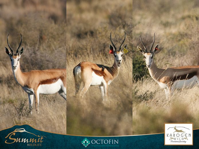 13"+ SPRINGBOK EWES