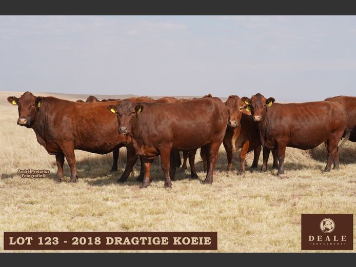 Dragtige Koeie
