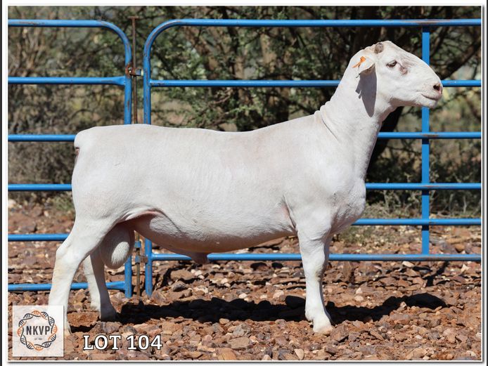 1790 24 0394W | J.J. VAN DER COLFF (WIT DORPERS),