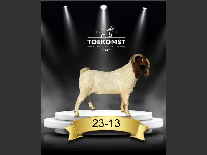 230013 | TOEKOMST BOERGOAT STUDS - 0597281