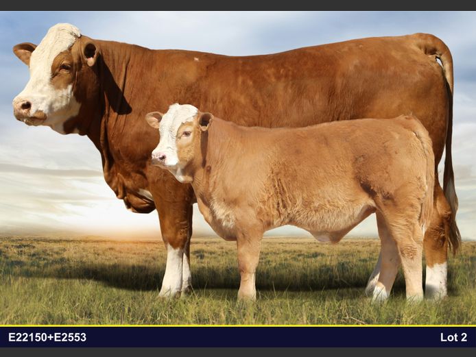 E22150 | EE SCHULENBURG