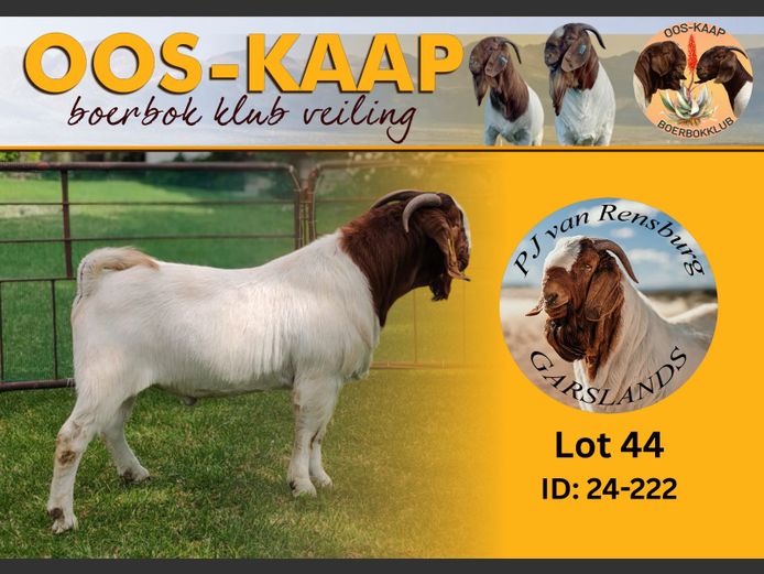 24-222 | PJ van Rensburg