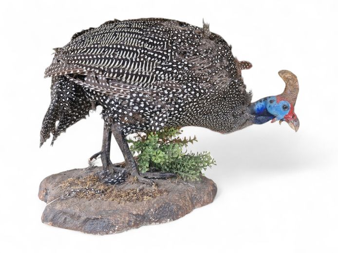 Helmeted Guineafowl "Tarantaal"Taxidermy