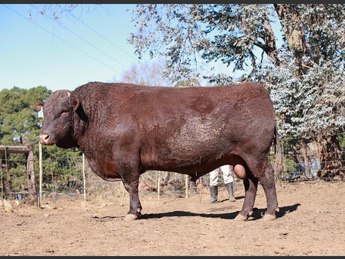 LAM2150 | BULL'S RUN SUSSEX STUD