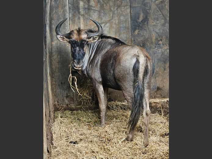 BLUE WILDEBEEST | ZEBULA