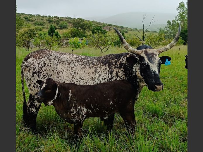 Commercial Animals | DAISIEBOO FARMS (Pty) Ltd