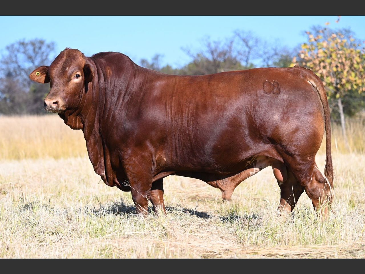 Lot 18 | 26STE NASIONALE BEEFMASTER VEILING | SwiftVEE | South Africa’s ...