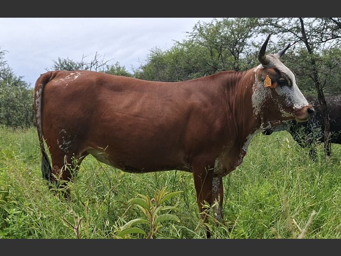 ZNS 230012 | ARIES FAMILIE TRUST