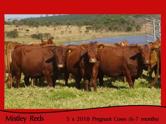 Commercial Animals | Mistley Red - Les Trollope