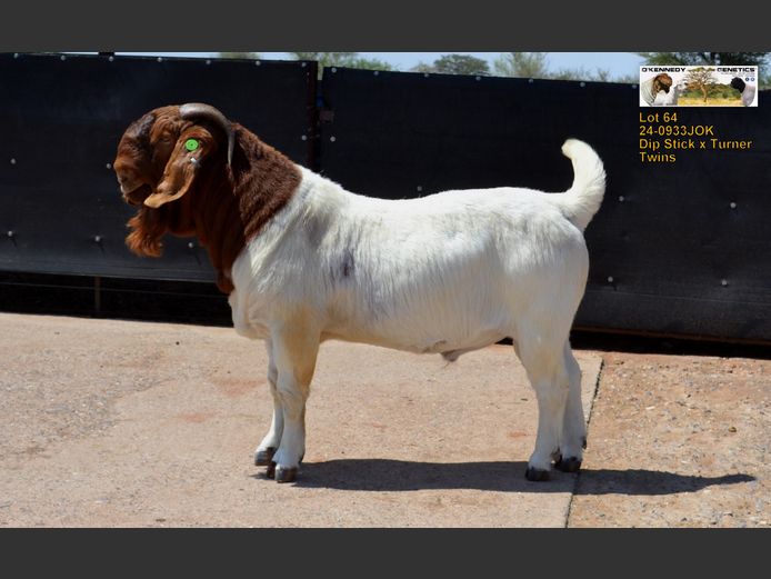 24-0933 JOK | O'KENNEDY GENETICS