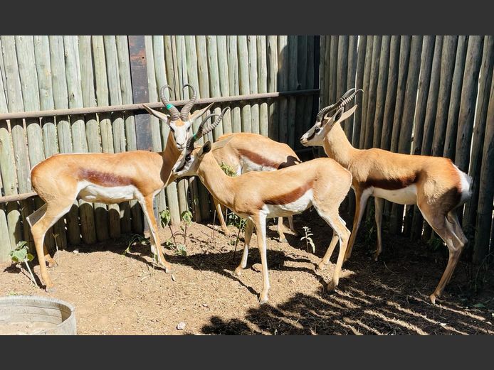 Kalahari Springbok ramme