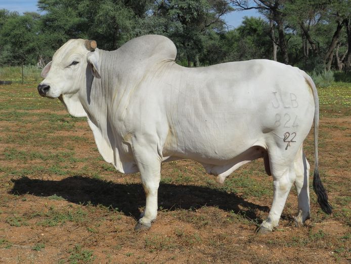 22-0824JLB | JLB BRAHMAN
