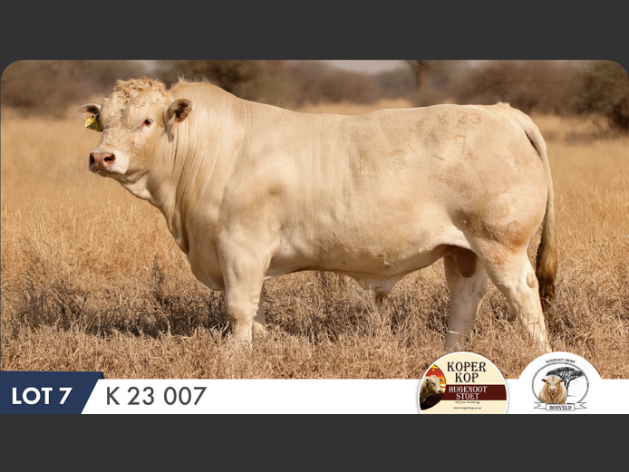 K230007 HH | KOPERKOP HUGENOOT STOET