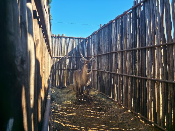 WATERBOK | HANLEY 2