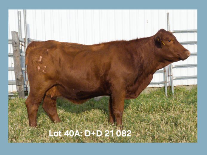 DONIAN 21 082