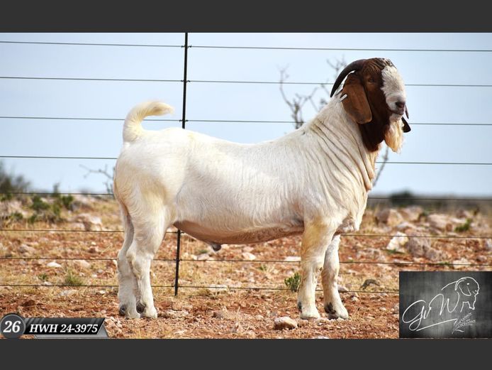 HWH24-3975 | Gert van Wyk