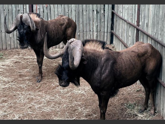 Swart Wildebees Bulle