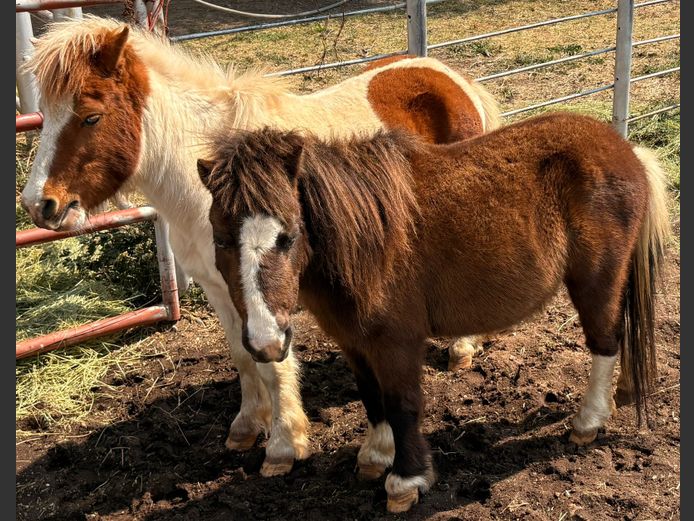 Miniatuur Ponies
