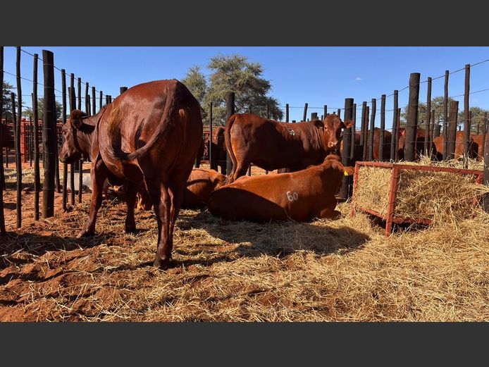 COMMERCIAL FEMALES | HARTEBEESTLOOP BONSMARA