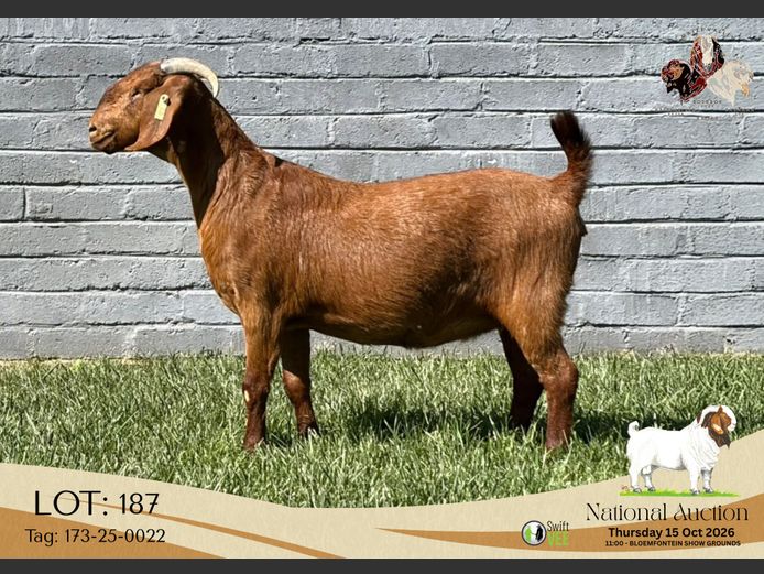 KR173-25-0022 | Maize Valley KR