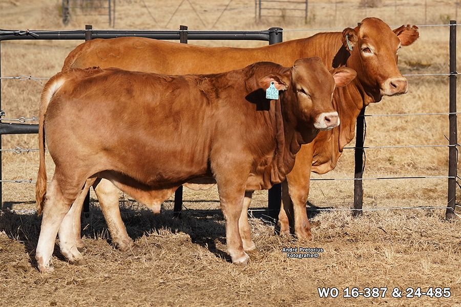 Lot 62 | 26STE NASIONALE BEEFMASTER VEILING | SwiftVEE | South Africa’s ...