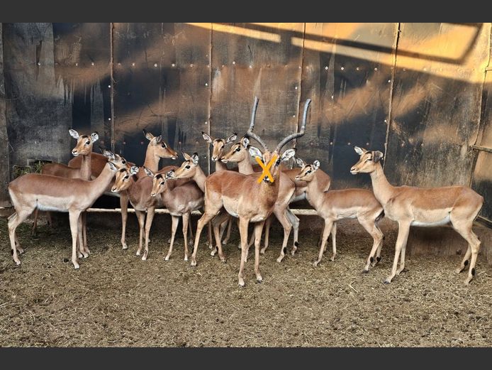 IMPALA | SKUINSHOEK
