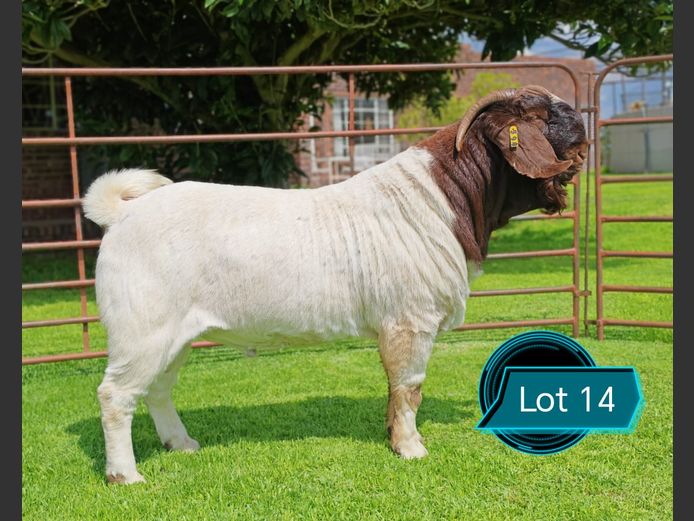 762250094 | Lukas Burger Boerbokstoet