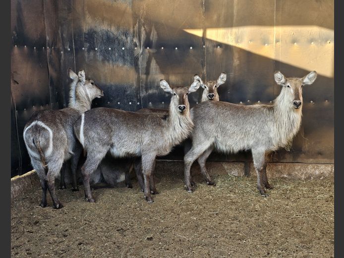 WATERBUCK | MOSDENE