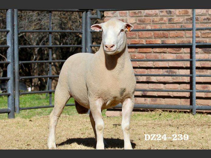 DZ 240239 | 2 STEYNS BOERDERY