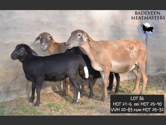 VVH 20-37 | Badeveen Meatmasters